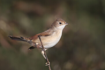 Male marsh warbler (Acrocephalus palustris) shot very close up sitting on a branch against a blurred background