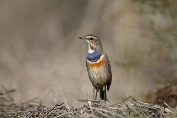 Migrating bluethroat (Luscinia svecica) in winter plumage photographed in morning light close up