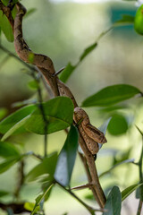 Malabar pit viper (Trimeresurus malabaricus), brown colour morph in rainforest habitat with waterfall, Amboli, Maharashtra, no people, copy space