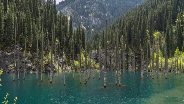 Coniferous trees stand in the blue water of a mountain lake. Shooting from the air with a drone. Turquoise water with tree trunks. Lake among mountains and forests. Forest on the shore of lake Kaindy.