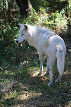 loup blanc, Parc de Courzieu, beau, majestueux, soleil, canis lupus, animal, blanc, sauvage, mammif&egrave;re, nature, faune, pr&eacute;dateur, ext&eacute;rieur, for&ecirc;t, fourrure, carnassiers, canis, meute