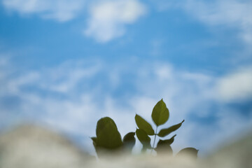 Green plant with blue sky and white clouds background. (Selective focus). Natural imperfections. Leaves reflected in the water.