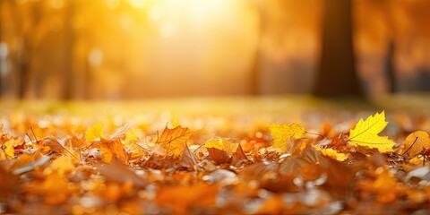 Autumn golden touch. Vibrant maple leaves. Nature canvas. Bright day. Maple in sunshine