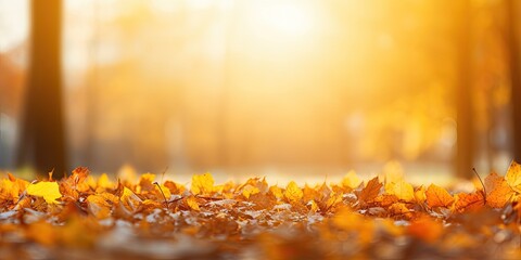 Naklejka na ściany i meble Autumn golden touch. Vibrant maple leaves. Nature canvas. Bright day. Maple in sunshine