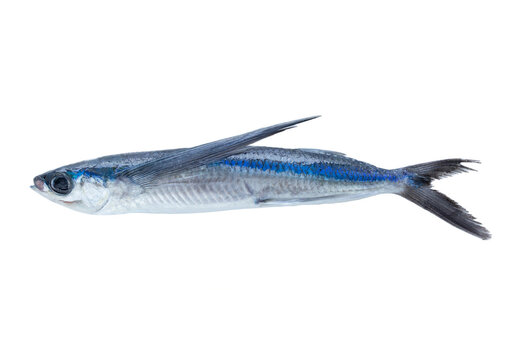 Flying fish isolated on white background