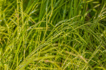real dew drops on green grass background