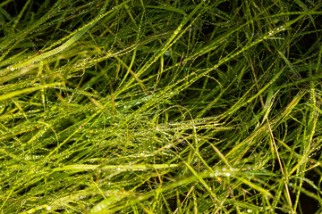 real dew drops on green grass background