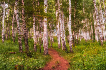 Path in a beautiful birch grove in the mountains, on sunny summer day