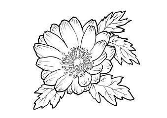 福寿草の塗り絵