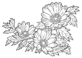 福寿草の塗り絵