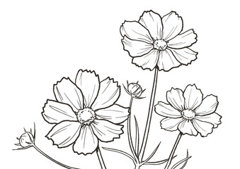 コスモスの塗り絵