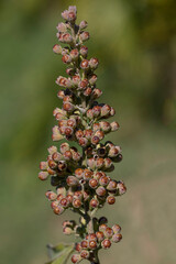 Graines de gattilier