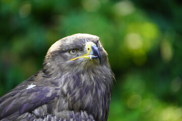 The golden eagle (Aquila chrysaetos) is a bird of prey living in the Northern Hemisphere.
