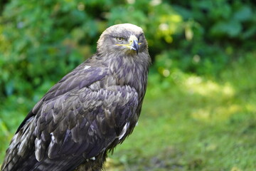 The golden eagle (Aquila chrysaetos) is a bird of prey living in the Northern Hemisphere.
