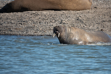 Naklejka premium Closeup of a walrus (Odobenus rosmarus) colony on the shores of Isfjorden, Svalvard, Norway.
