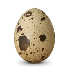 Spotted quail egg with soft shadows isolated on white background. Healthy Food Products Concept. Realistic 3D vector illustration