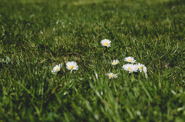 flowers in grass