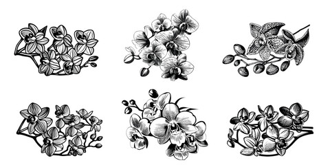 Orchid flowers, asian ornament for stencil. Black outline on a transparent background with isolated elements. Vector set.