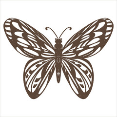 vector illustration butterfly drawing stylization