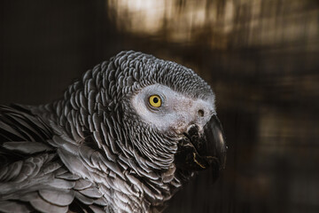 Happy parrot of Prey Outdoors: Close-up of Wildlife Creature with Feathers and Beak