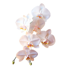 White flower on transparent background