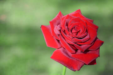 One red rose blurred green grass background. Close-up. Copy space. Selective focus.