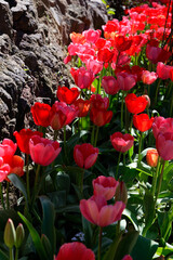 Tulpen