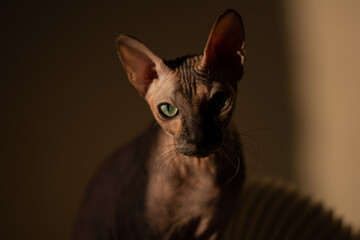Close up of sphynx cat sitting against the wall