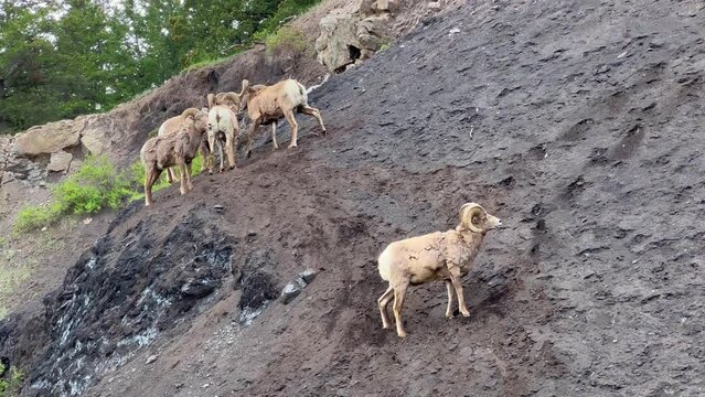 Big Horn Sheep spotted while driving on the Icefields Parkway in Jasper National Park