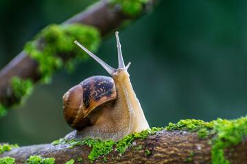 Hermosa macro del caracol , inspeccionando su medio ambiente , rodeado de hermosos verdes y viendo q dirección tomar. © GUSTAVO