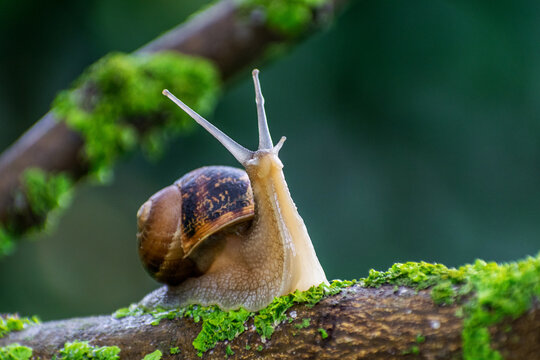 Hermosa macro del caracol , inspeccionando su medio ambiente , rodeado de hermosos verdes y viendo q direcci&oacute;n tomar.
