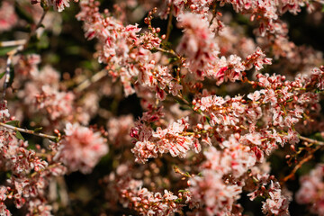 mountains, nature, landscape, sky, river, plants, rocks,