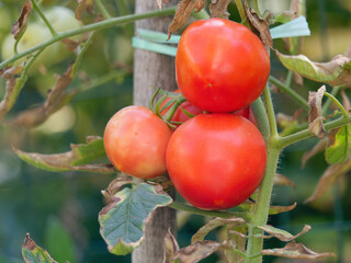 Close-up photo of homegrown red tomatoes on a branch in the garden