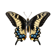 Fototapeta premium Swallowtail butterfly black flowers in caatiga biome transparent background