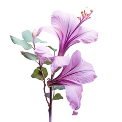 Purple Hong Kong orchid flower with green leaf Bauhinia purpurea transparent background