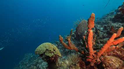 Fototapeta na wymiar Marine life with coral and sponge in the Caribbean Sea