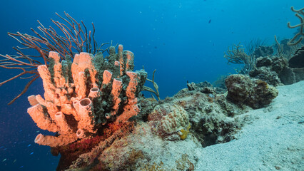 Naklejka na ściany i meble Marine life with coral and sponge in the Caribbean Sea