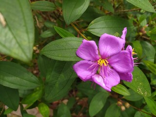 Flower In Forest