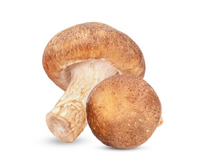 Fresh Shiitake mushroom isolated on white background