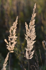 Calamagrostis epigejos - perennial steppe cereal plant in autumn