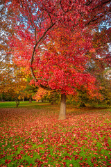 Amerikanischer Amberbaum im Brentanopark in Frankfurter Stadtteil Rödelheim im Herbst