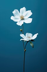white flower on blue background
