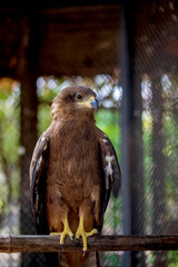 American eagle at the zoo. Hawk in captivity. Bird of the hawk family. American symbol of the nation.