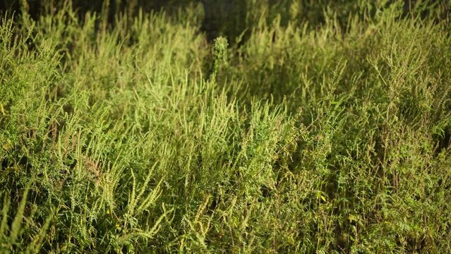 Ragweed flowering. Field of bushes of ragweed or ambrosia