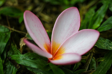 Pink frangipani flower on the ground in the garden