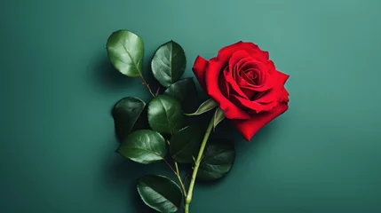 Fototapeten Red Rose on pale dark green background © tashechka