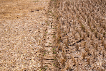 View of rice fields after harvest on agricultural land. Summer time
