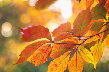 Autumn background, yellow leaves in autumn park, with place for text. Autumn forest and terrace. Copy space