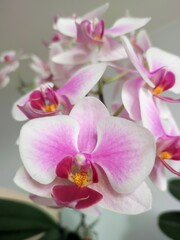 Naklejka na ściany i meble Phalaenopsis white pink orchid blossoms