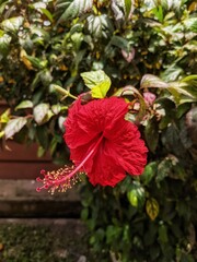 Hibiscus flowers, which bloom in red